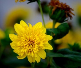 Yellow chrysanthemum HD picture