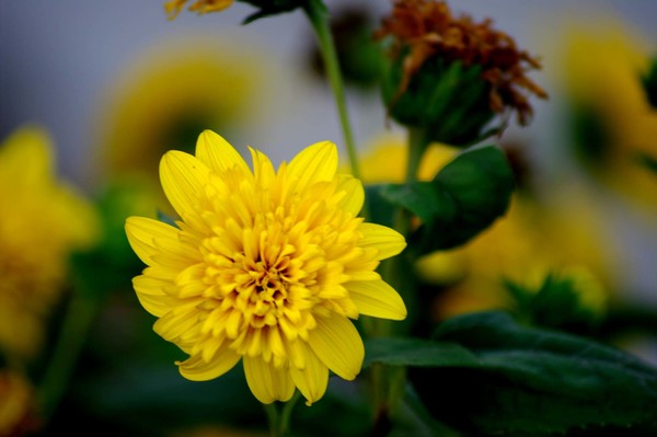 Yellow chrysanthemum HD picture