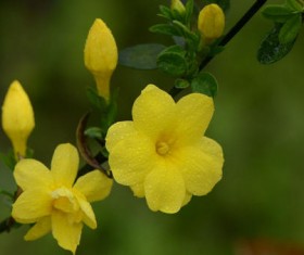 Yellow jasmine HD picture