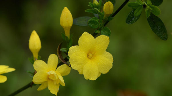 Yellow jasmine HD picture