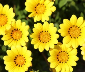 Yellow small wild chrysanthemum Stock Photo