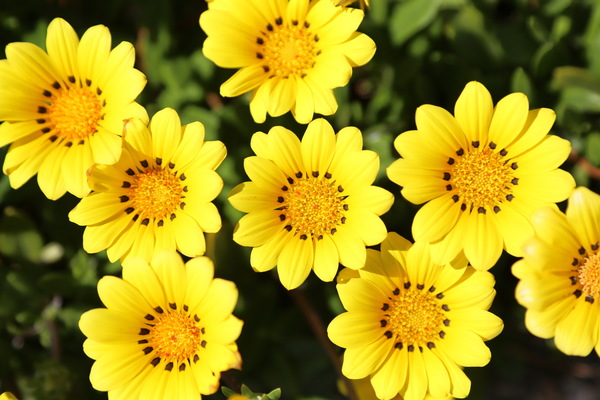 Yellow small wild chrysanthemum Stock Photo