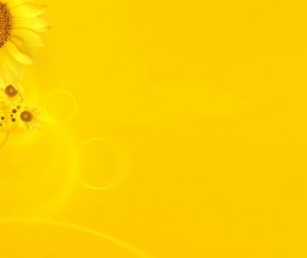Yellow sunflower background HD picture
