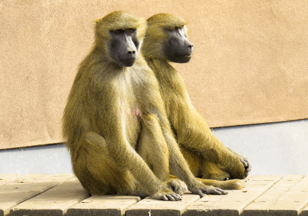 Zoo baboons Stock Photo