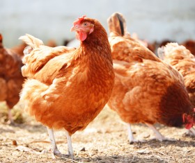 chicken farm Stock Photo