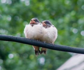 A pair of birds on a branch Stock Photo
