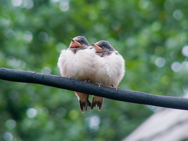 A pair of birds on a branch Stock Photo