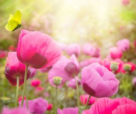 Abstract Floral Background HD picture 04