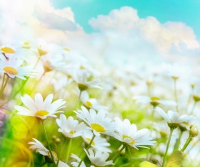 Abstract Floral Background HD picture 05