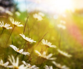 Abstract Floral Background HD picture 06