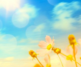 Abstract Floral Background HD picture 08