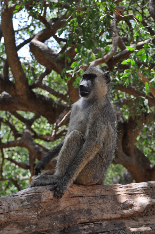 African baboons Stock Photo