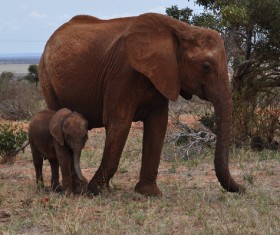African elephant mother and son Stock Photo
