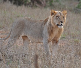 African lion Stock Photo