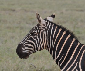 African zebra Stock Photo