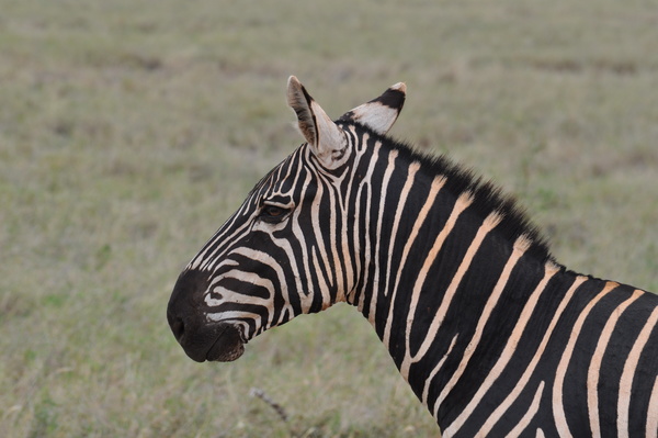 African zebra Stock Photo
