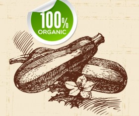 Angle melon hand drawn sketch vector