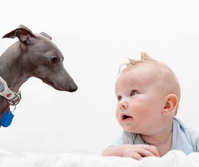 Baby and dog HD picture 06