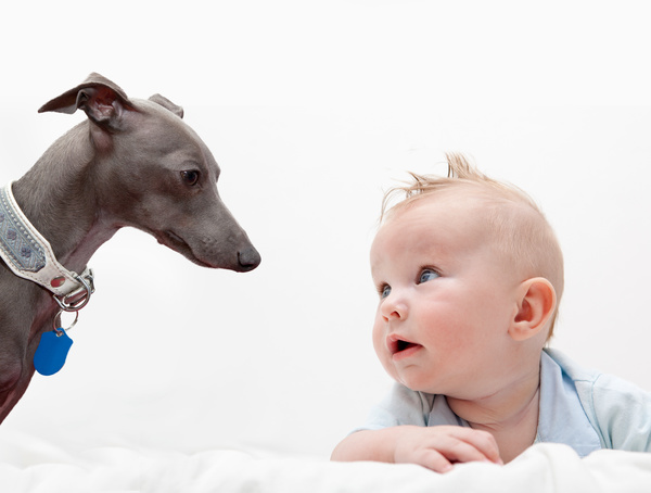 Baby and dog HD picture 06