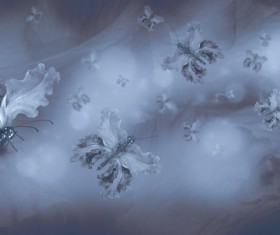 Background butterfly HD picture 06