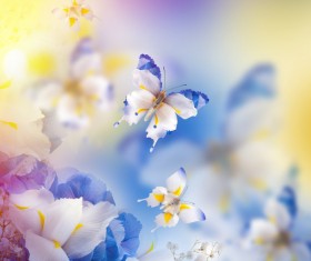 Background butterfly HD picture 07