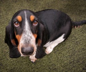 Baji dog Stock Photo