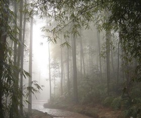 Bamboo in the rain Stock Photo
