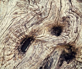 Bark natural texture Stock Photo 01