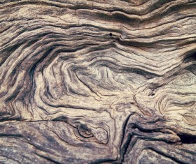 Bark natural texture Stock Photo 02