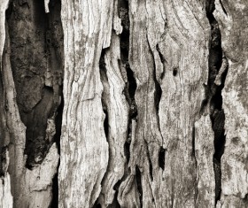 Bark natural texture Stock Photo 03