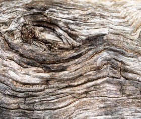 Bark natural texture Stock Photo 04