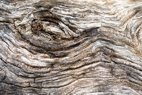 Bark natural texture Stock Photo 04