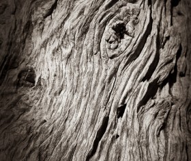 Bark natural texture Stock Photo 05