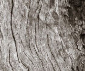Bark natural texture Stock Photo 06