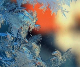 Beautiful ice flower Stock Photo