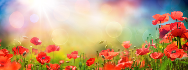 Beautiful poppy and sunshine Stock Photo
