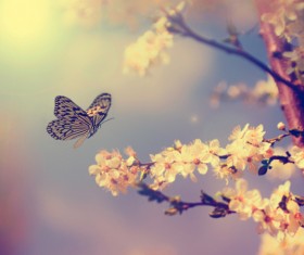 Beautiful spring flowers HD picture 01