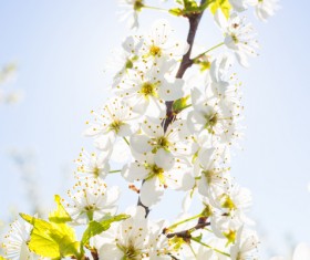 Beautiful spring flowers HD picture 02