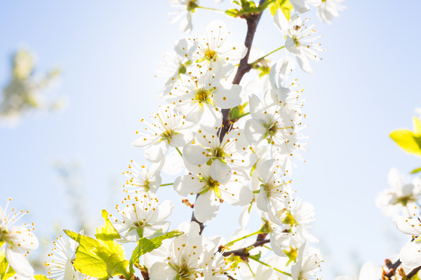 Beautiful spring flowers HD picture 02