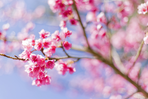 Beautiful spring flowers HD picture 03