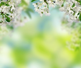 Beautiful spring flowers HD picture 04