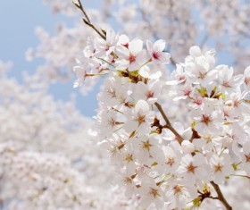 Beautiful spring flowers HD picture 05