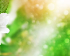 Beautiful spring flowers HD picture 06