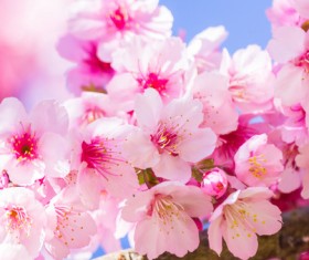 Beautiful spring flowers HD picture 07