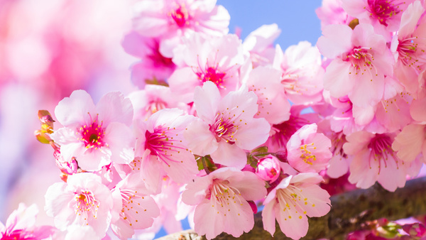 Beautiful spring flowers HD picture 07