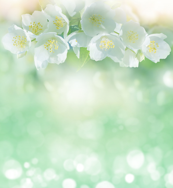 Beautiful spring flowers HD picture 08