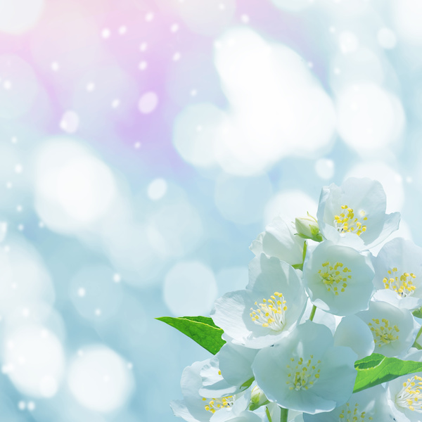 Beautiful spring flowers HD picture 09