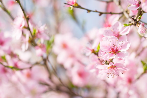 Beautiful spring flowers HD picture 11