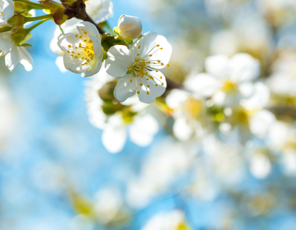 Beautiful spring flowers HD picture 13 free download