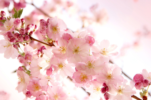 Beautiful spring flowers HD picture 14